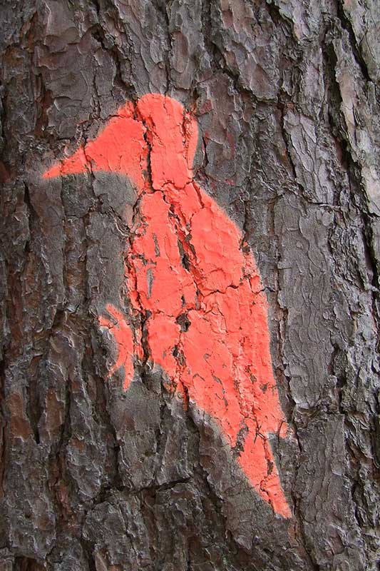 Ein Specht als Baummarkierung bedeutet, dass in diesem Baum ein Specht sein zu Hause gefunden hat.