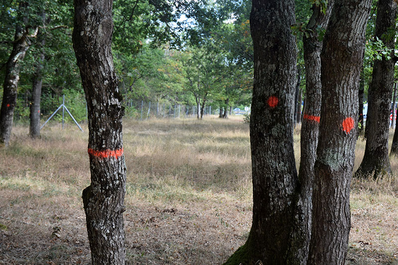 Hier erkennt man verschiedene Baummarkierungen zur Orientierung für anstehende Forstarbeiten.