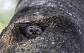 Eine Eule versteckt sich im Baum