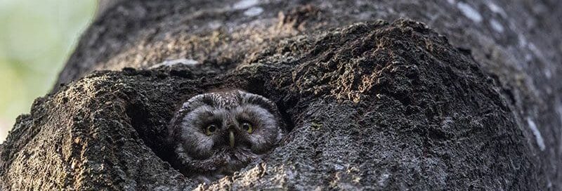 Eine Eule versteckt sich im Baum