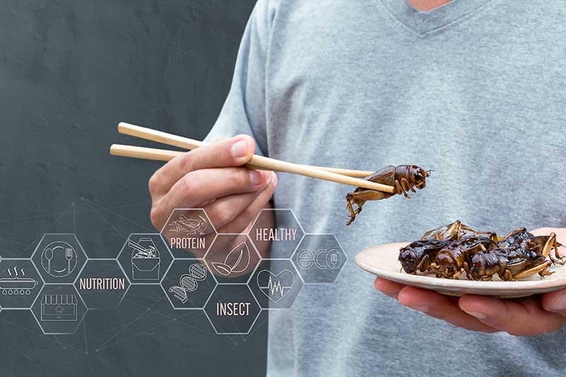 Heuschrecken essen als Notnahrung