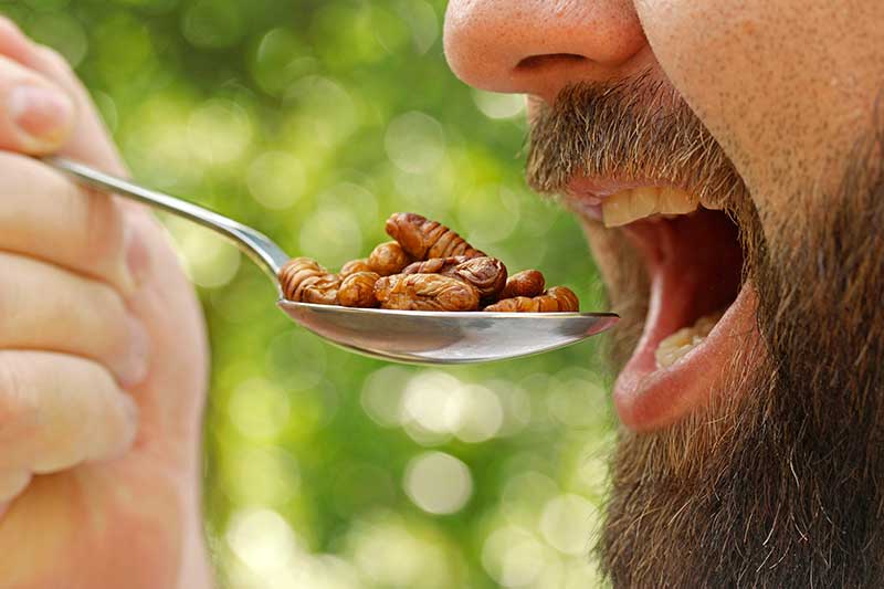 Mann beim Insekten und Würmer essen