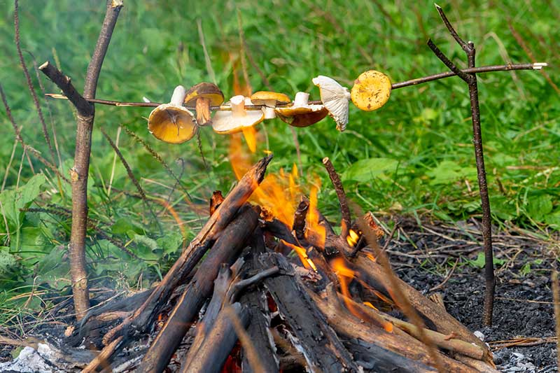 Pilze-werden-ueber-einem-Lagerfeuer-gegrillt