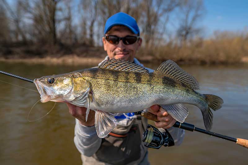 Angler hat einen Zander Fisch geangelt