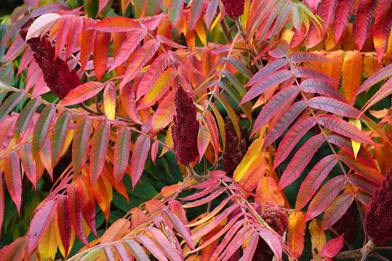 Essigbaum-Blätter-und-Frucht