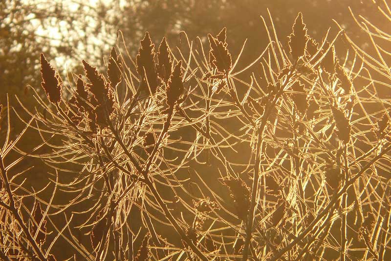 Essigbaum-Früchte-im-Sonnenuntergang