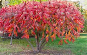 Essigbaum-steht-im-Garten