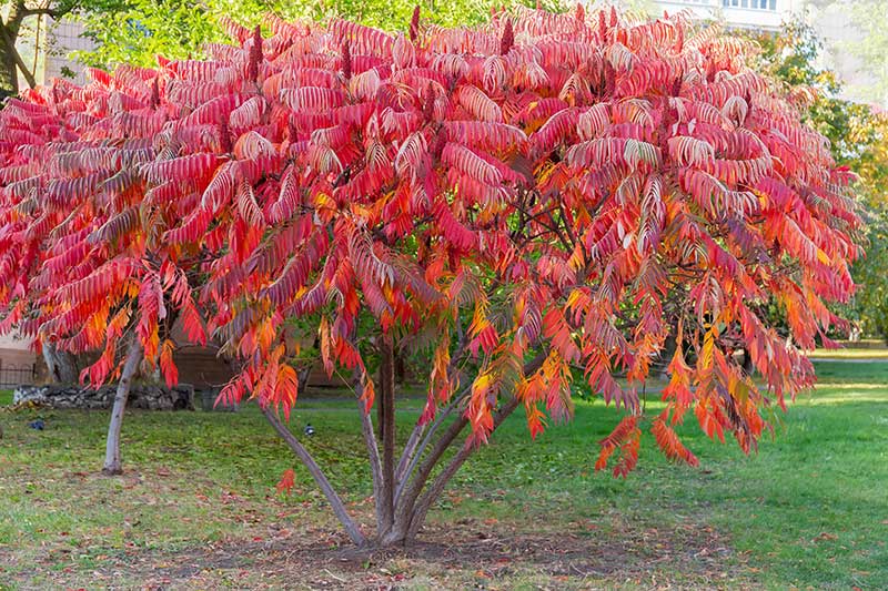 Essigbaum-steht-im-Garten