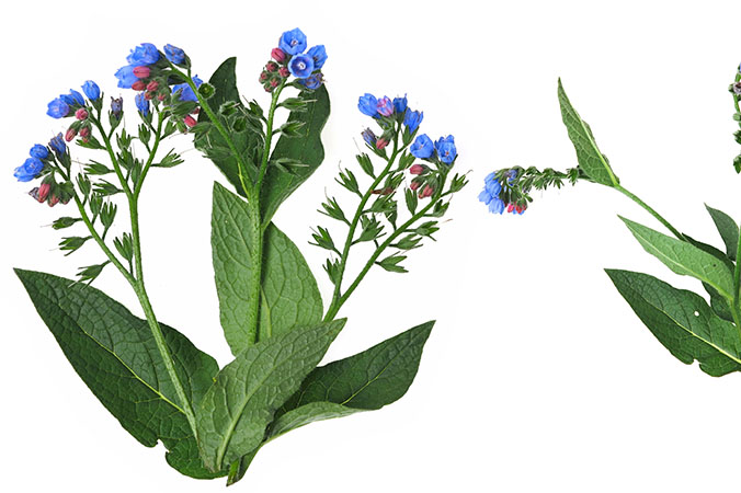 Beinwell Pflanze mit Blüten für Heilung