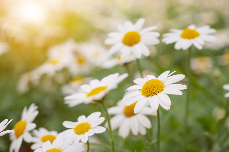 Gänseblümchen Blume