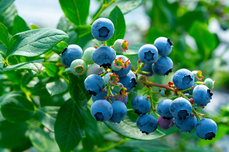 Heidelbeeren Strauch gesund