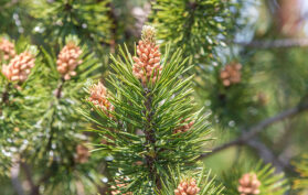 Kieferzapfen am Kieferbaum im Wald