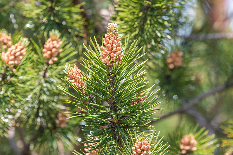 Kieferzapfen am Kieferbaum im Wald