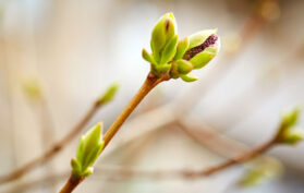 Knospen spriessen im Frühling in der Natur