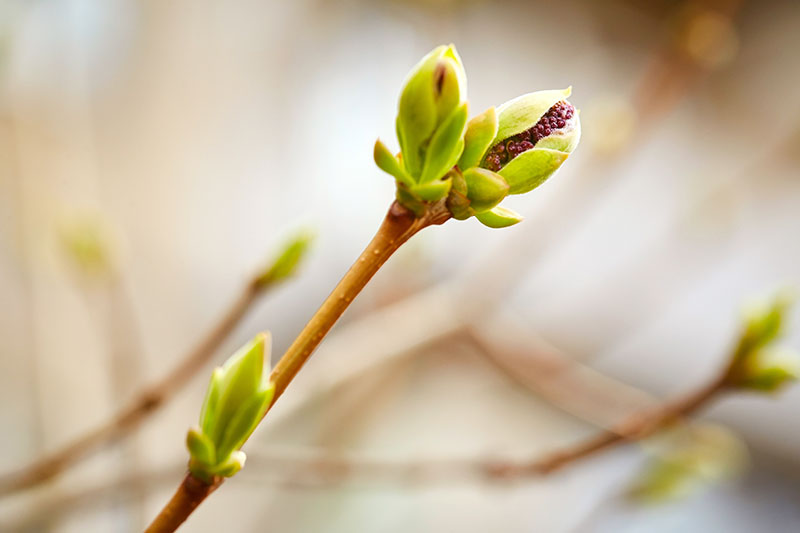 Knospen spriessen im Frühling in der Natur