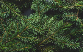 Tannenbaum
