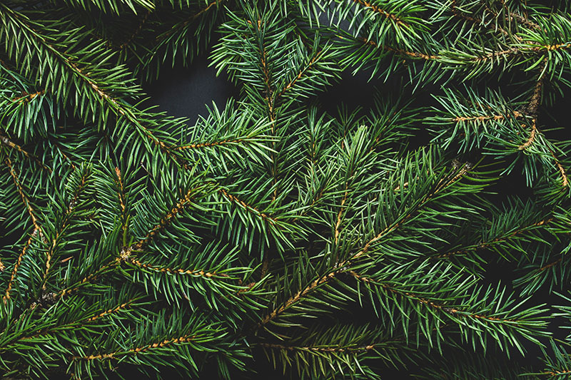 Tannenbaum
