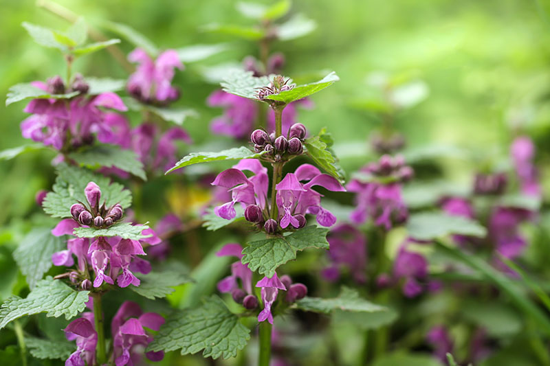 Taubnessel Pflanze in der Natur