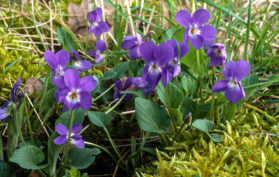 Veilchenn Blume Heilpflanze