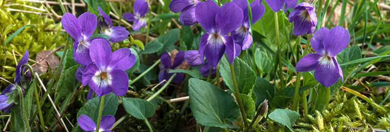 Veilchenn Blume Heilpflanze