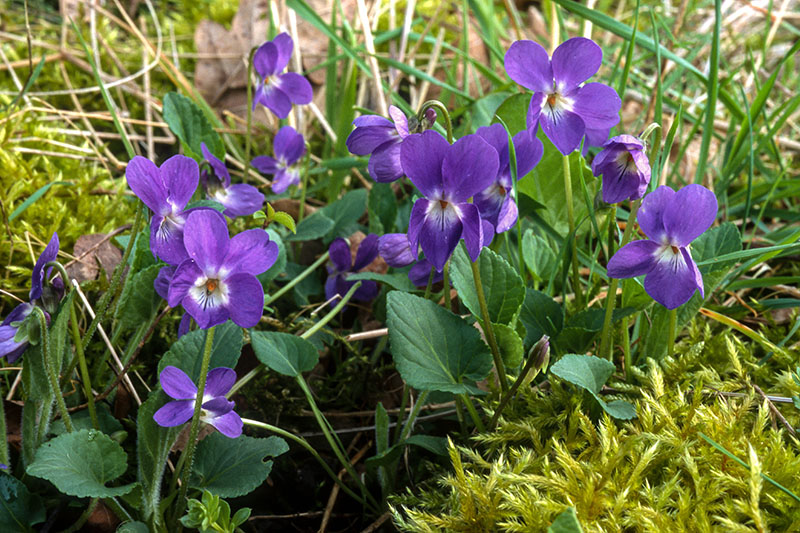 Veilchenn Blume Heilpflanze