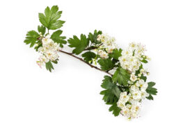 Weißdorn Strauch mit Blüten