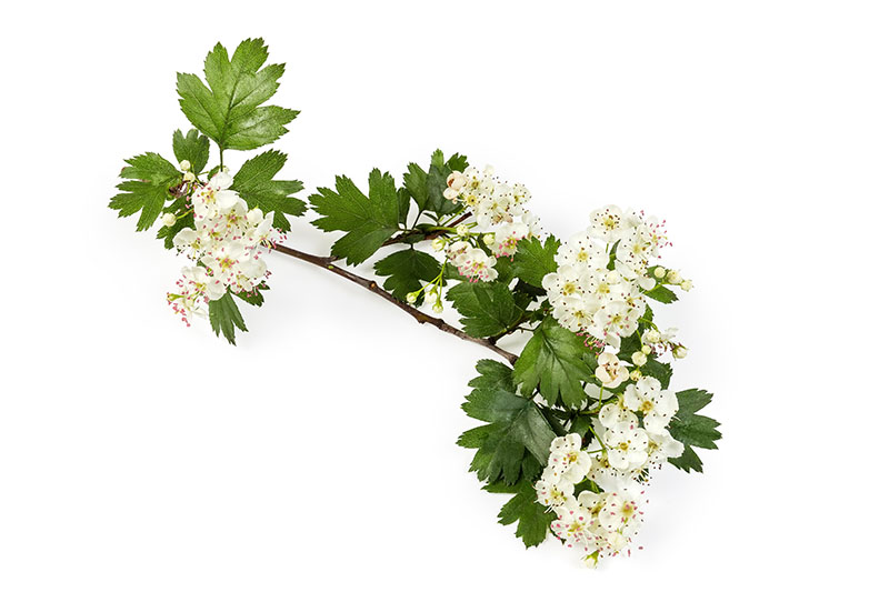 Weißdorn Strauch mit Blüten