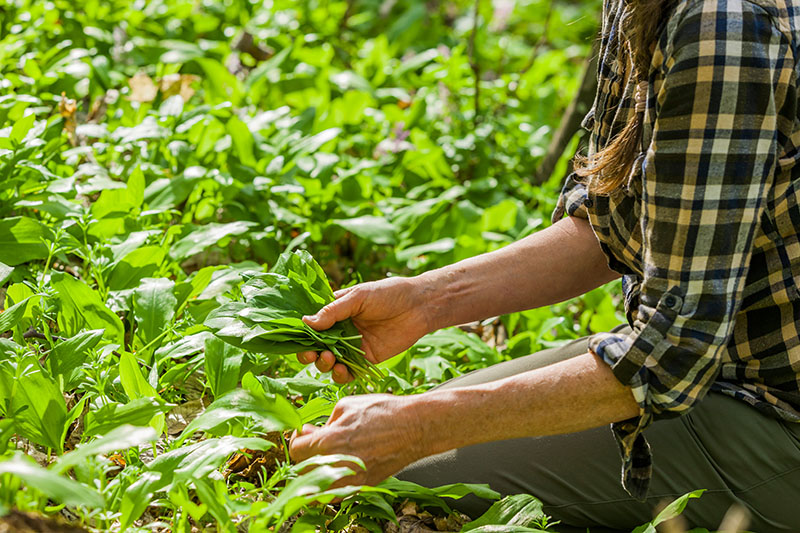 Wildkräuter wie Bärlauch im Garten pflücken