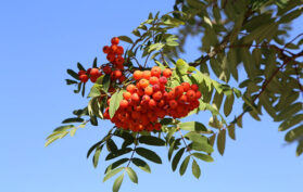 Esche Baum mit Frucht