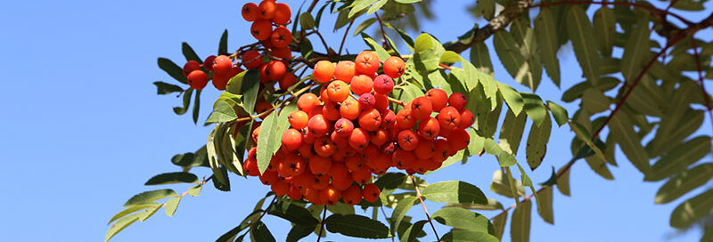 Esche Baum mit Frucht