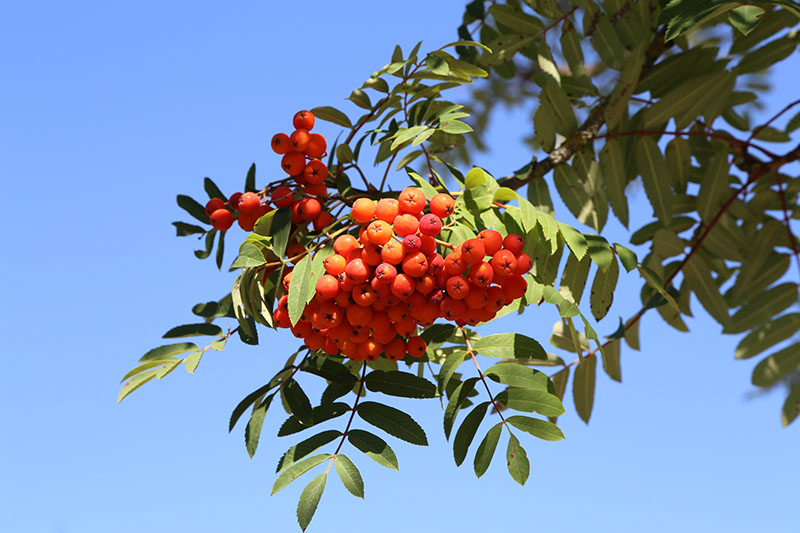 Esche Baum mit Frucht