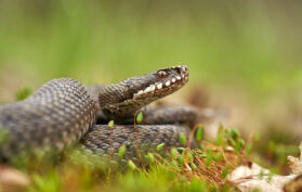 Weibliche Viper Schlange wartet im Gras