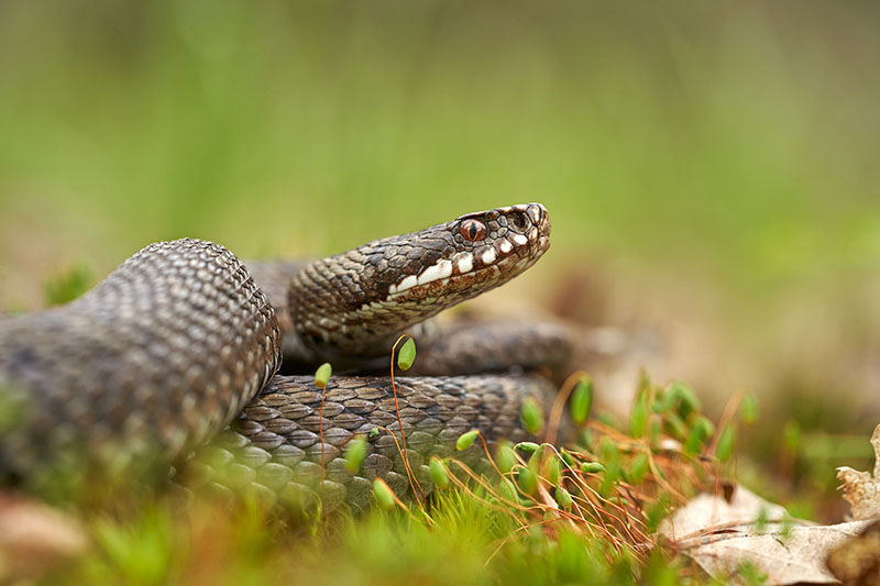 Weibliche Viper Schlange wartet im Gras