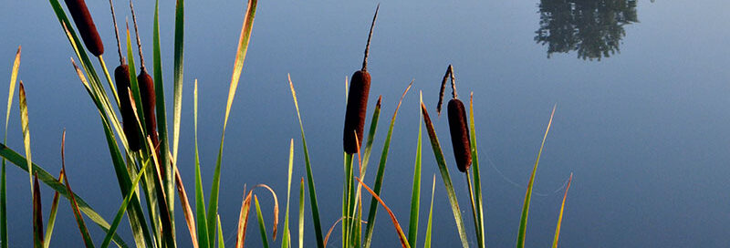 Rohrkolben-als-Wasser-Survival-Wunder