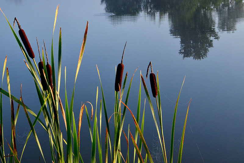 Rohrkolben-als-Wasser-Survival-Wunder