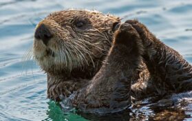 See-Otter-in-Alaska