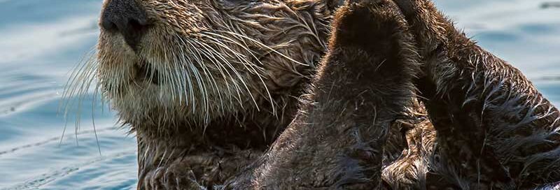 See-Otter-in-Alaska
