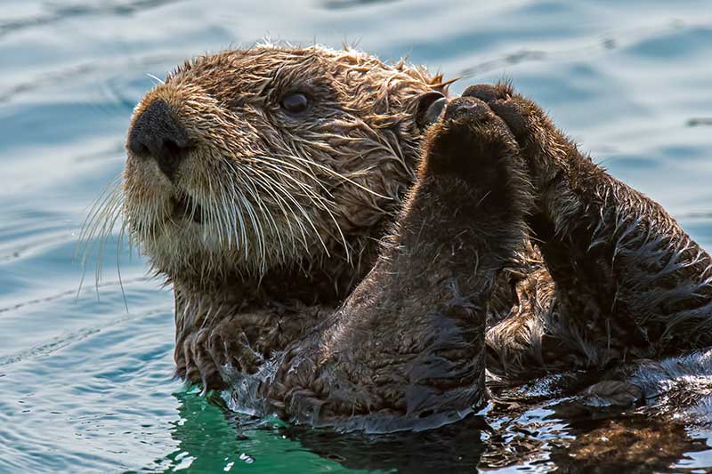 See-Otter-in-Alaska