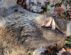 Totes Wildschwein im Laub