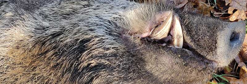 Totes Wildschwein im Laub
