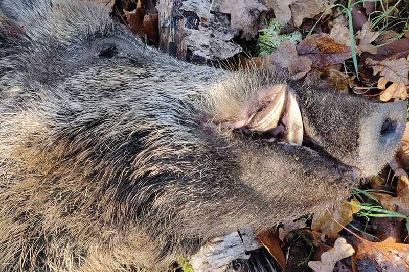 Totes Wildschwein im Laub