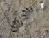 Waschbär Tierspuren