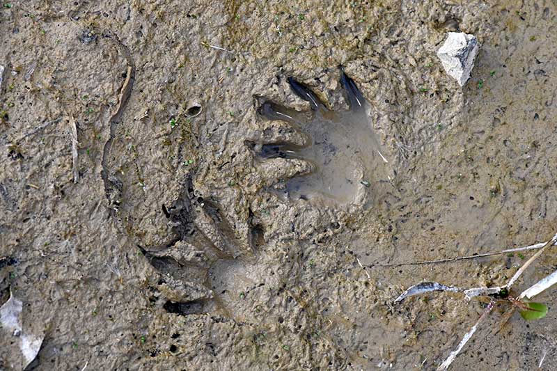 Waschbär Tierspuren