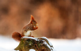Eichhörnchen-isst-Nuss-im-Schnee-Wald