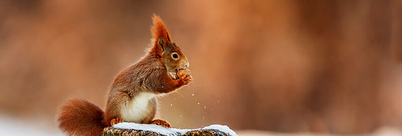 Eichhörnchen-isst-Nuss-im-Schnee-Wald