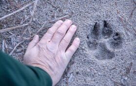 Hand-und-Tierspur-auf-dem-Dreckboden-in-der-Natur