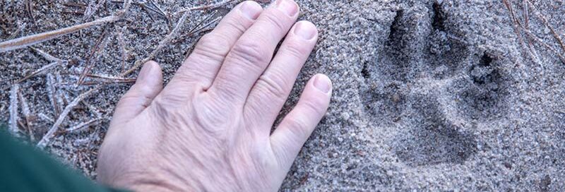 Hand-und-Tierspur-auf-dem-Dreckboden-in-der-Natur