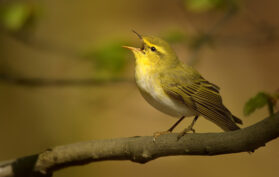 Waldlaubsängerin (Phylloscopus sibilatrix) sitzt auf einem Ast. Singvogel