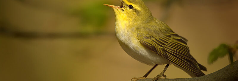 Waldlaubsängerin (Phylloscopus sibilatrix) sitzt auf einem Ast. Singvogel