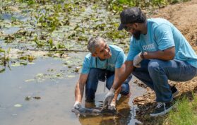 Volunteers-und-Naturhelfer-lassen-einen-fisch-im-see-frei